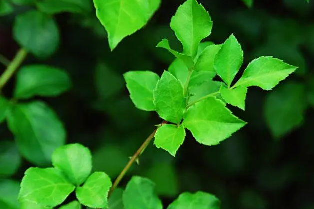 林下中草藥，借助種植技術(shù)要點(diǎn)的學(xué)習(xí)，提升最終種植產(chǎn)量